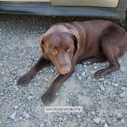 Photo 1/1 PACHA Chien perdu à Curgy