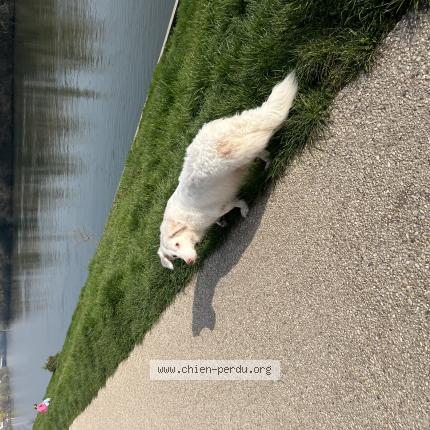 Photo 1/1 Chien trouvé Trouvé à Carrieres sur seine