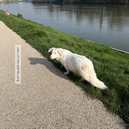 Photo 1/1 Chien trouvé Trouvé à Carrieres Sur Seine