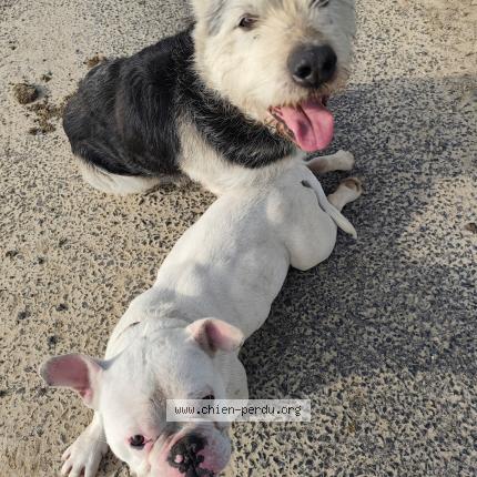 Photo 1/1 Chien retrouvé Trouvé à Achiet le petit