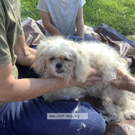 Photo de chien trouvé à Tyler