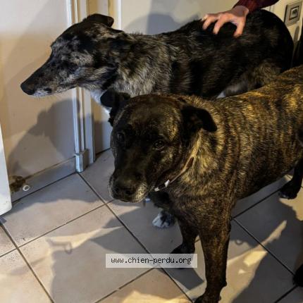 Photo 1/1 Chien retrouvé Perdu à Sainte leocadie