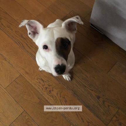 Photo de chien perdu à Saint Alexandre