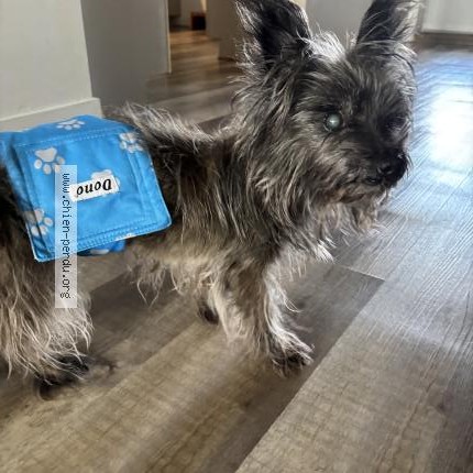 Photo 1/1 Chien trouvé Trouvé à Montreal