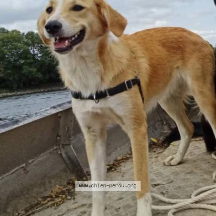 Photo 1/3 Chien retrouvé Perdu à Loireauxence