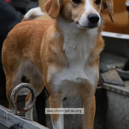 Photo 2/3 Chien retrouvé Perdu à Loireauxence
