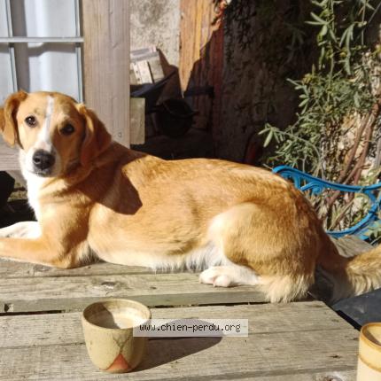 Photo 3/3 Chien retrouvé Perdu à Loireauxence