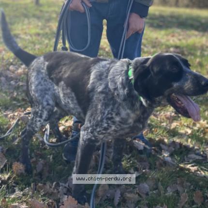 Photo 1/1 Loulou Chien perdu à Aunac sur charente