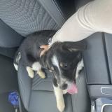 Photo de chien trouvé à Communay