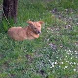 Photo de chien trouvé à Bessieres