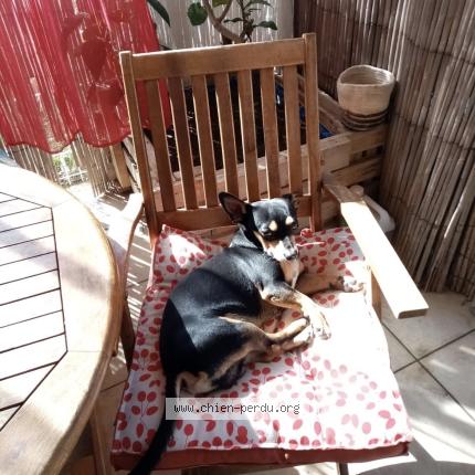 Photo 1/1 Chien retrouvé Perdu à Saint cyprien