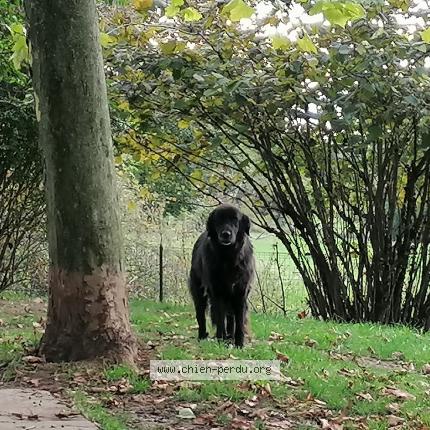 Photo 1/1 Emmy Chien perdu à Contreglise