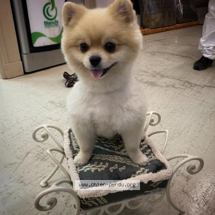 Photo 1/1 Soji Chien perdu à Bagnolet