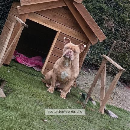 Photo de chien perdu à Feyzin