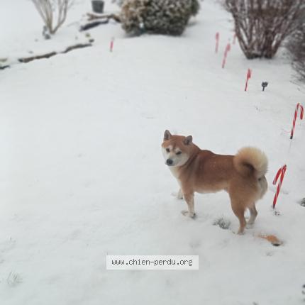 Photo 1/1 Loko Chien perdu à Fleville les nancy
