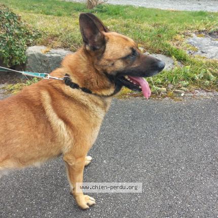 Photo de chien trouvé à Chevremont