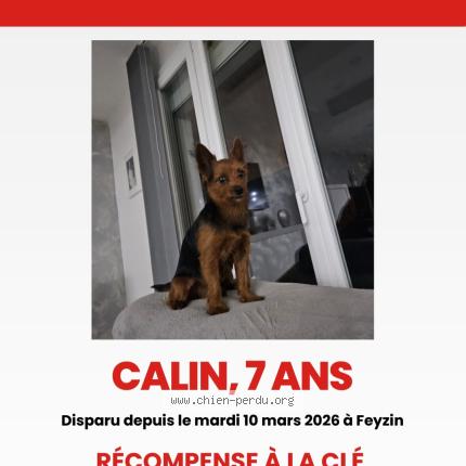 Photo 1/1 Chien retrouvé Perdu à Feyzin
