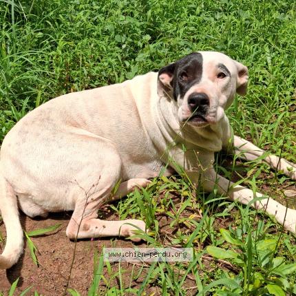 Photo de chien perdu à Papeete