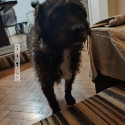 Photo de chien trouvé à Caba