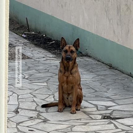 Photo 1/1 Chien retrouvé Perdu à Vitry Sur Seine