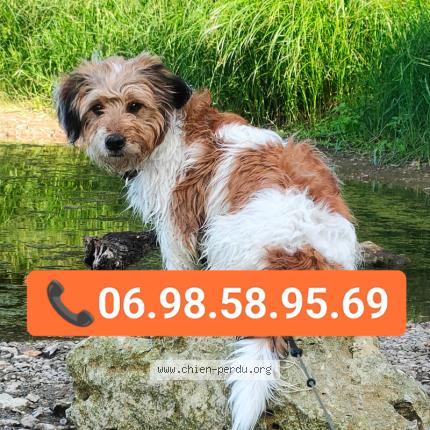 Photo 1/1 Chien retrouvé Perdu à Lussault Sur Loire