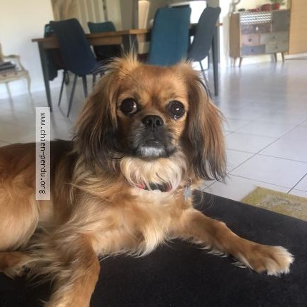 Photo 1/1 Chien retrouvé Perdu à Nieul Sur Mer