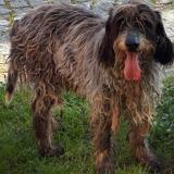 Photo de chien trouvé à Marcy Sur Anse