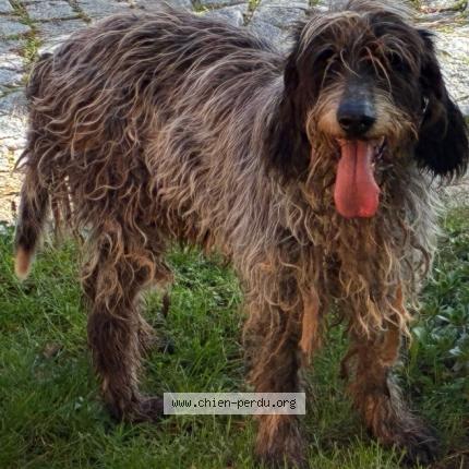 Photo 1/1 Chien trouvé Trouvé à Marcy sur anse