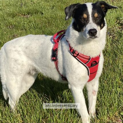 Photo 1/1 Kinder Chien perdu à Cadillac