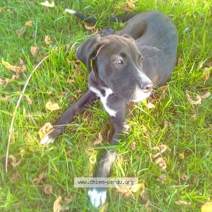 Photo 1/1 Salvio Chien perdu à Saint pardoux du breuil