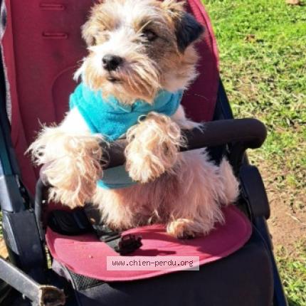 Photo 1/1 Chien retrouvé Perdu à Riviere saas et gourby