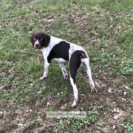 Photo 1/1 POKER Chien perdu à Saint blaise du buis