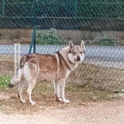 Photo 1/1 Myrddin Chien perdu à St vite