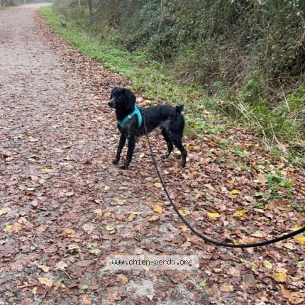Photo 1/1 Tonner Chien perdu à Cerizay