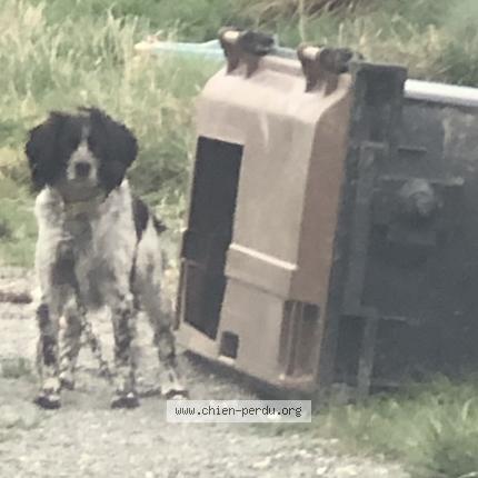 Photo 1/1 Chien trouvé Trouvé à Auneau