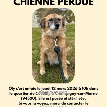Photo 1/1 Oly Chien perdu à Champigny sur marne