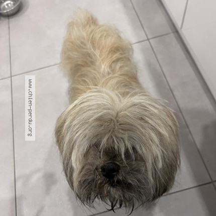 Photo 1/1 Chien retrouvé Trouvé à Chatillon Le Duc