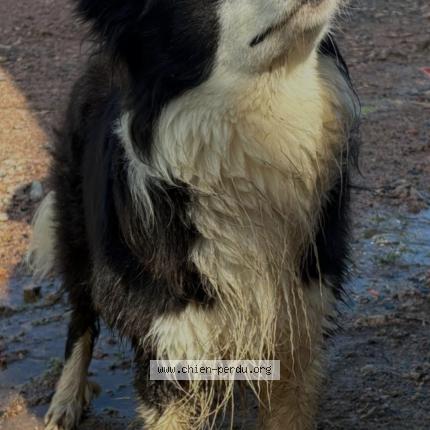 Photo 1/1 Salto Chien perdu à Le perreon