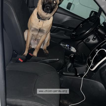 Photo 1/1 Chien retrouvé Perdu à Nantes