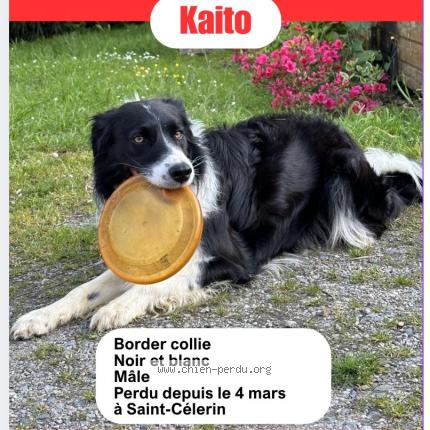 Photo 1/1 Chien retrouvé Perdu à St Celerin