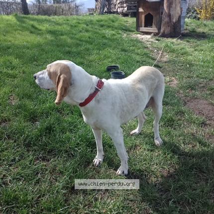 Photo 1/1 Chien trouvé Trouvé à Arviere en valromey