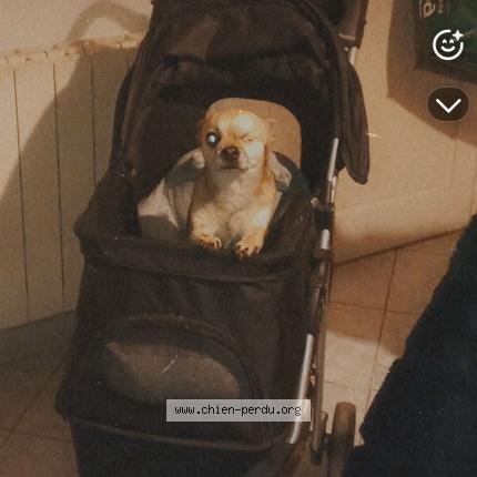 Photo 1/1 Chien trouvé Trouvé à Greasque