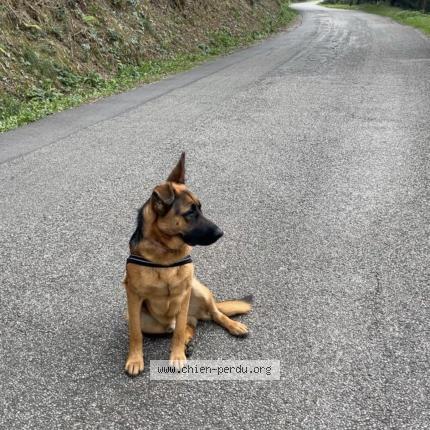 Photo 1/1 B Chien perdu à St laurent du pape