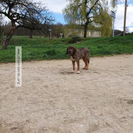 Photo 1/1 Chien trouvé Trouvé à Lucey