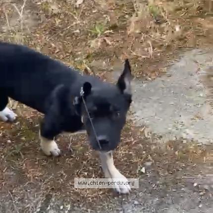 Photo 1/1 Chien retrouvé Perdu à Orleans