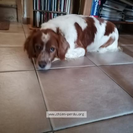 Photo 1/1 Abby Chien perdu à Raismes