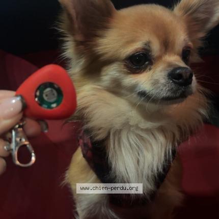 Photo 1/1 Aiko Chien perdu à Savas