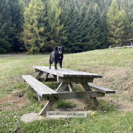 Photo 1/1 Chien retrouvé Perdu à Fontaine Le Puits