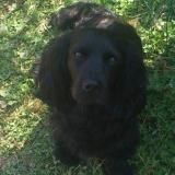 Photo de chien perdu à Saint Quay Perros