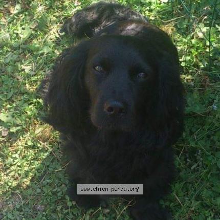 Photo 1/1 Filou Chien perdu à Saint quay perros